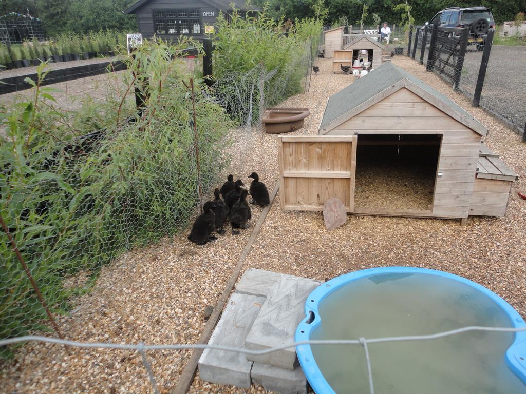 Willow Court Farm Studio East & Petting Farm, 8 Mins To Legoland & Windsor, 15 Mins To Lapland Uk Exteriör bild
