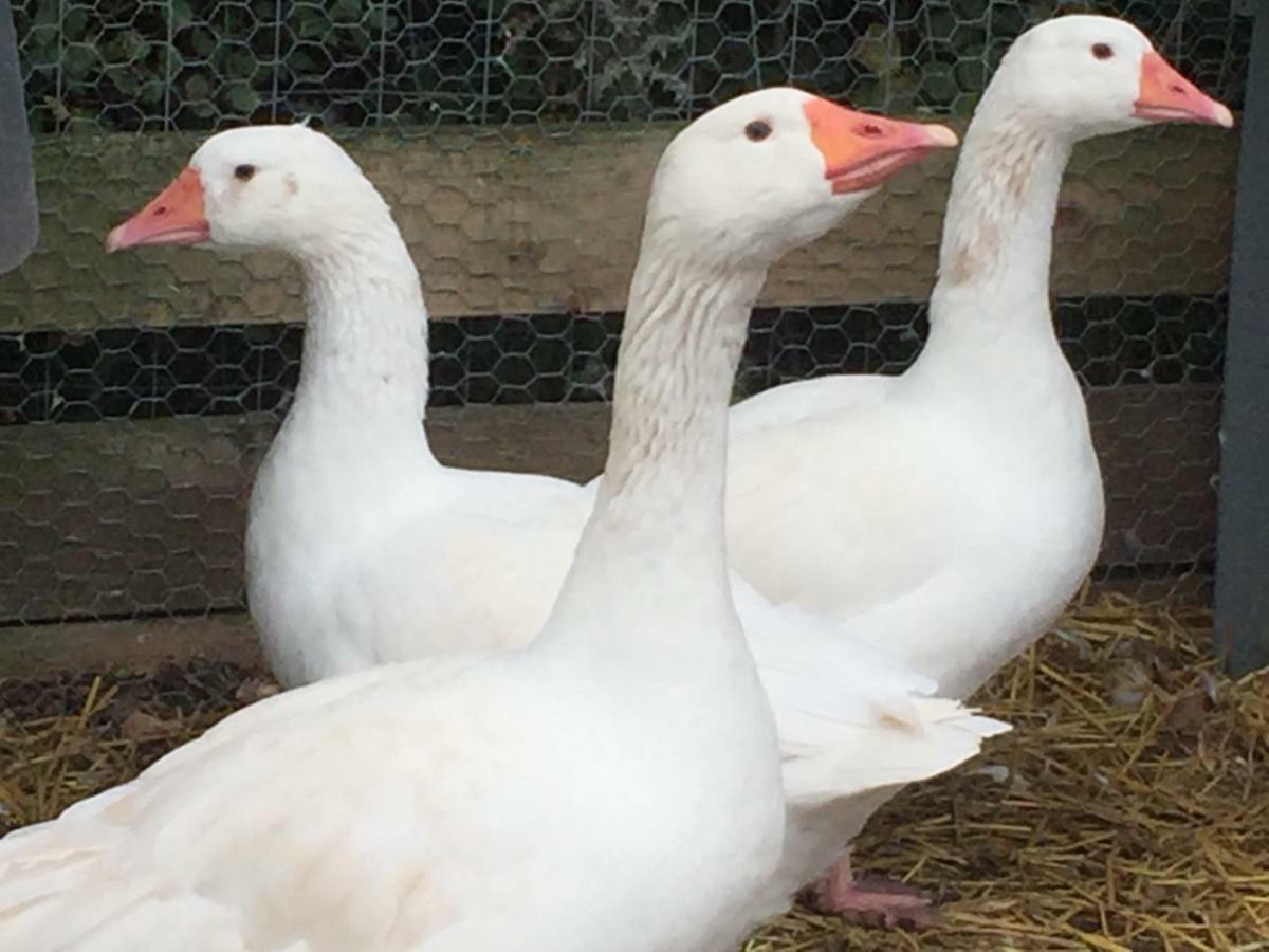 Willow Court Farm Studio East & Petting Farm, 8 Mins To Legoland & Windsor, 15 Mins To Lapland Uk Exteriör bild
