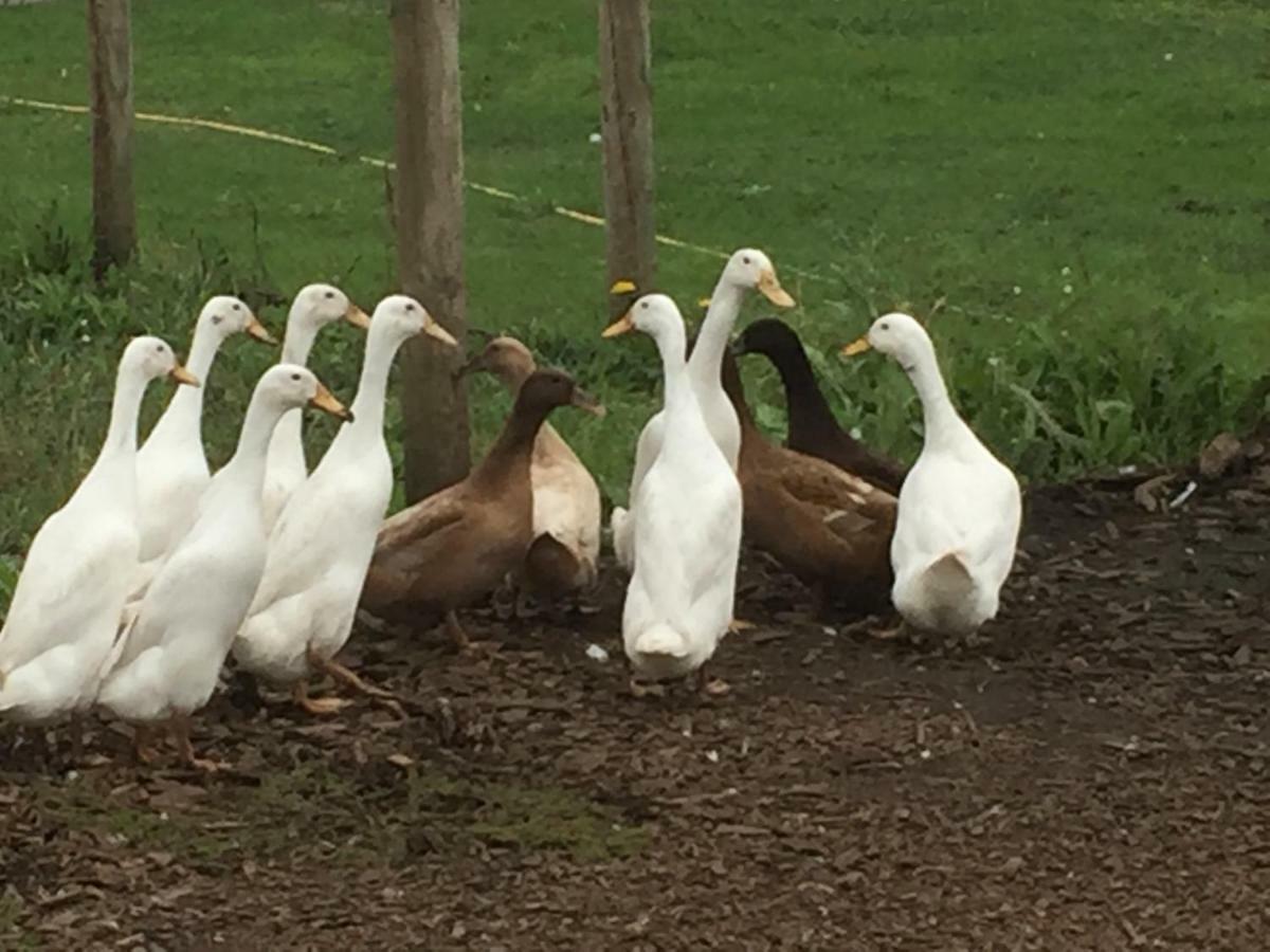 Willow Court Farm Studio East & Petting Farm, 8 Mins To Legoland & Windsor, 15 Mins To Lapland Uk Exteriör bild