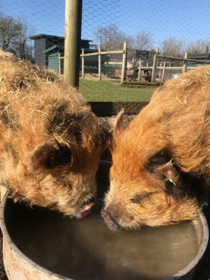 Willow Court Farm Studio East & Petting Farm, 8 Mins To Legoland & Windsor, 15 Mins To Lapland Uk Exteriör bild